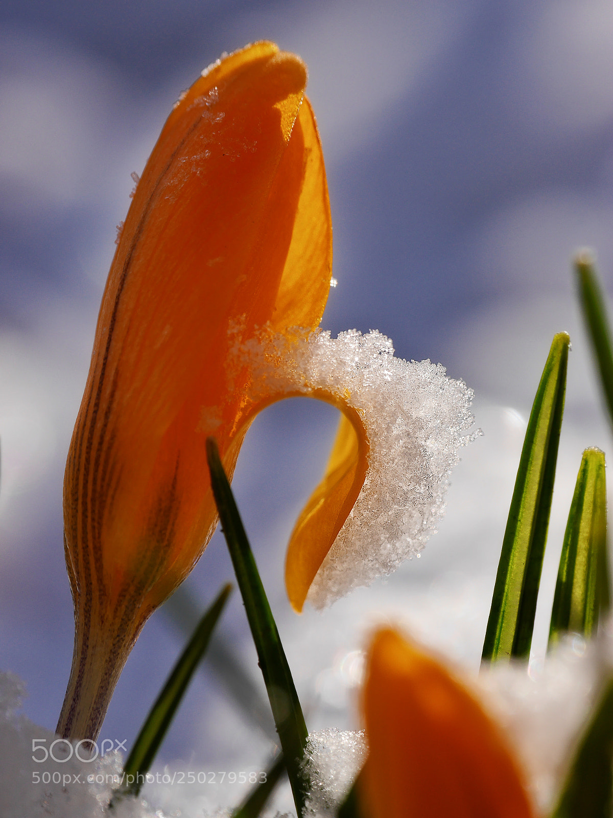 Panasonic Lumix DMC-G6 sample photo. Spring meets winter photography