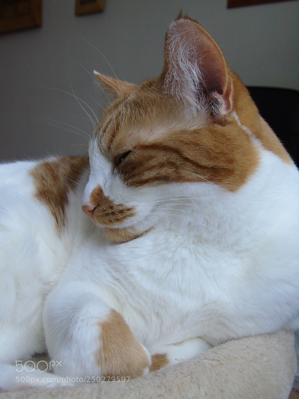 Sony Cyber-shot DSC-H400 sample photo. Valentine is comfy on photography