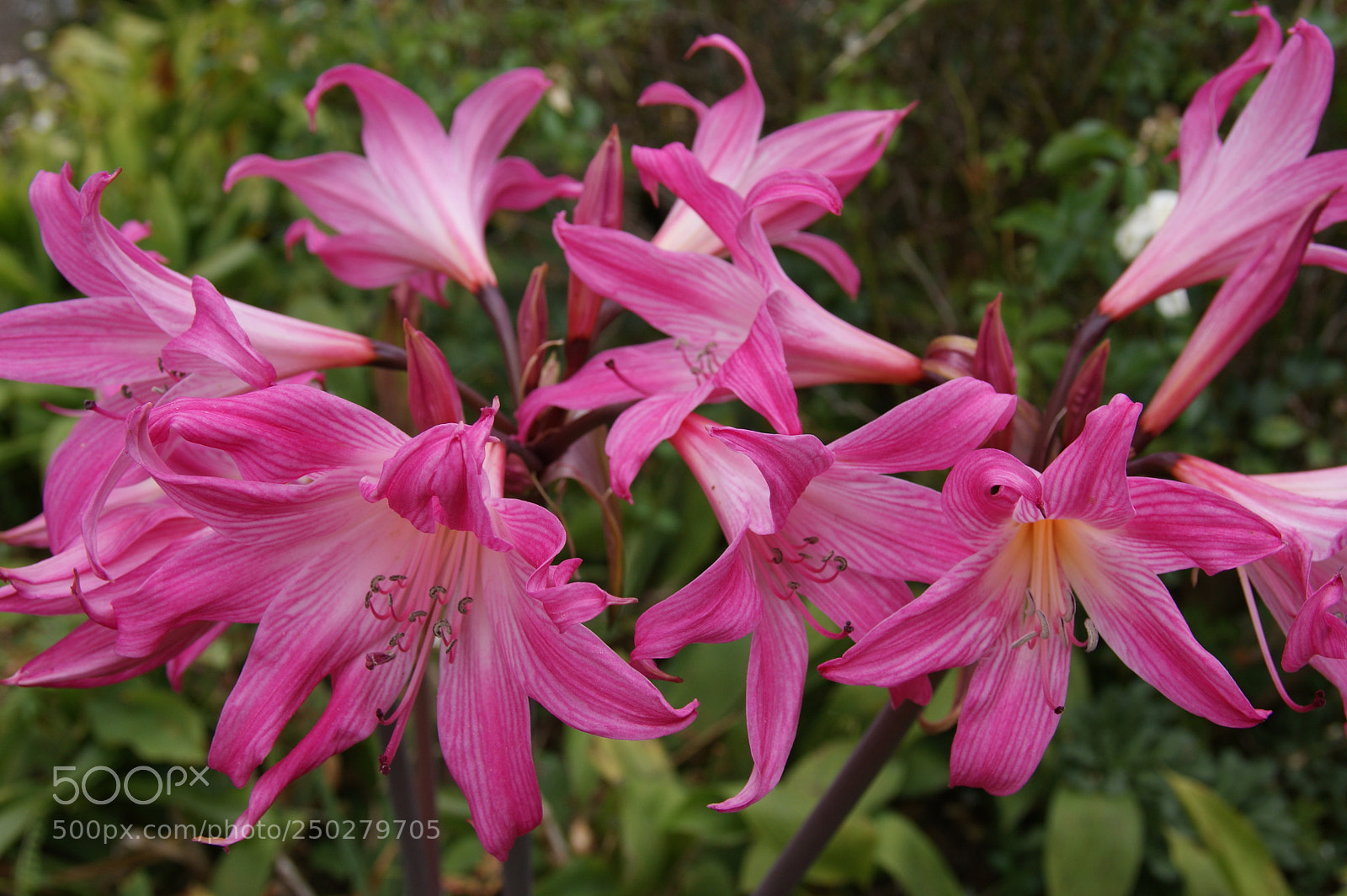 Sony Alpha DSLR-A350 sample photo. Jersey lilies (amaryllis belladonna) photography