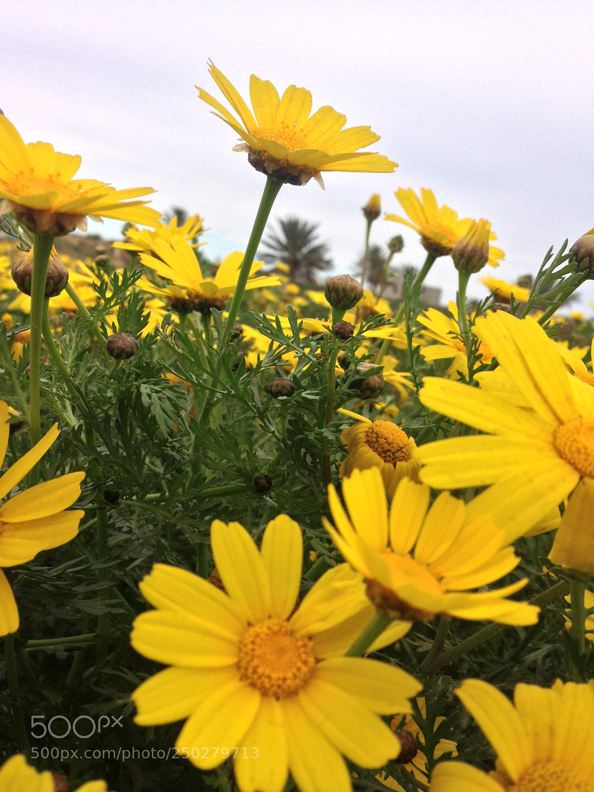 Apple iPhone 5c sample photo. Img photography