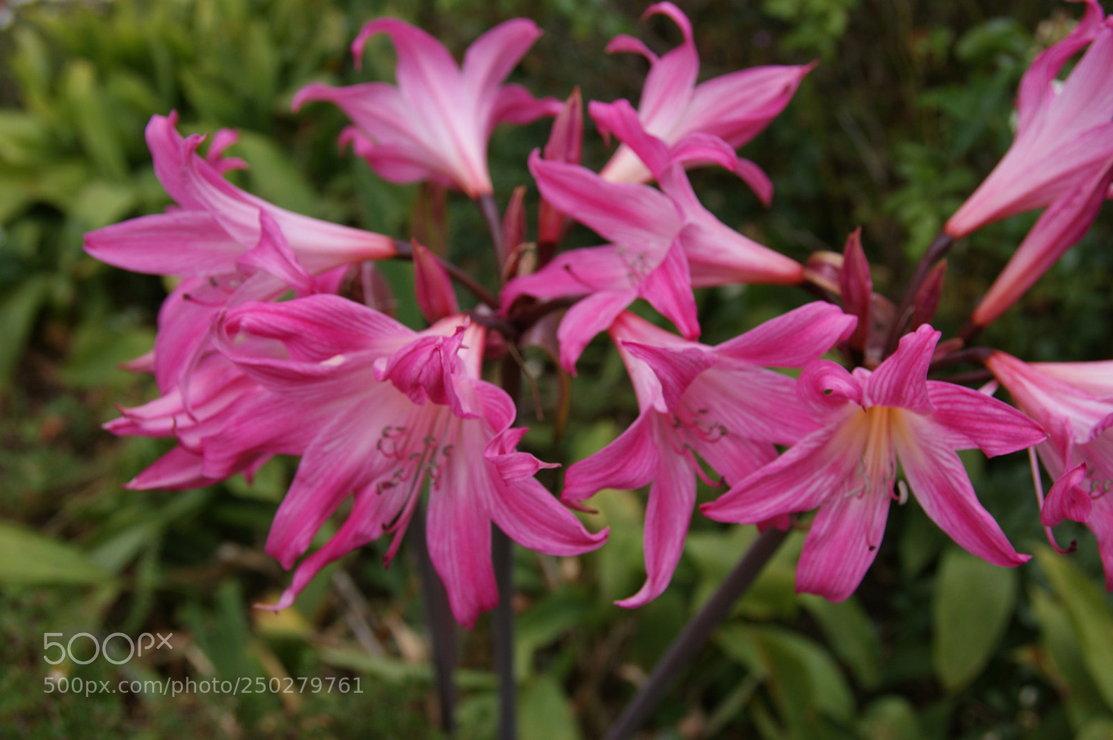 Sony Alpha DSLR-A350 sample photo. Jersey lilies (amaryllis belladonna) photography