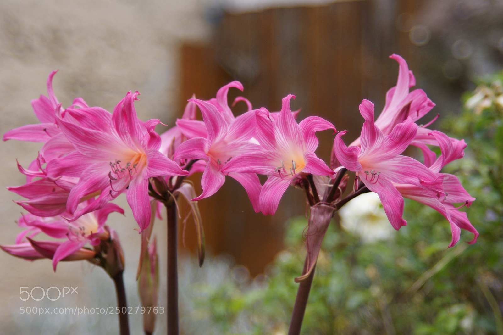 Sony Alpha DSLR-A350 sample photo. Jersey lilies (amaryllis belladonna) photography