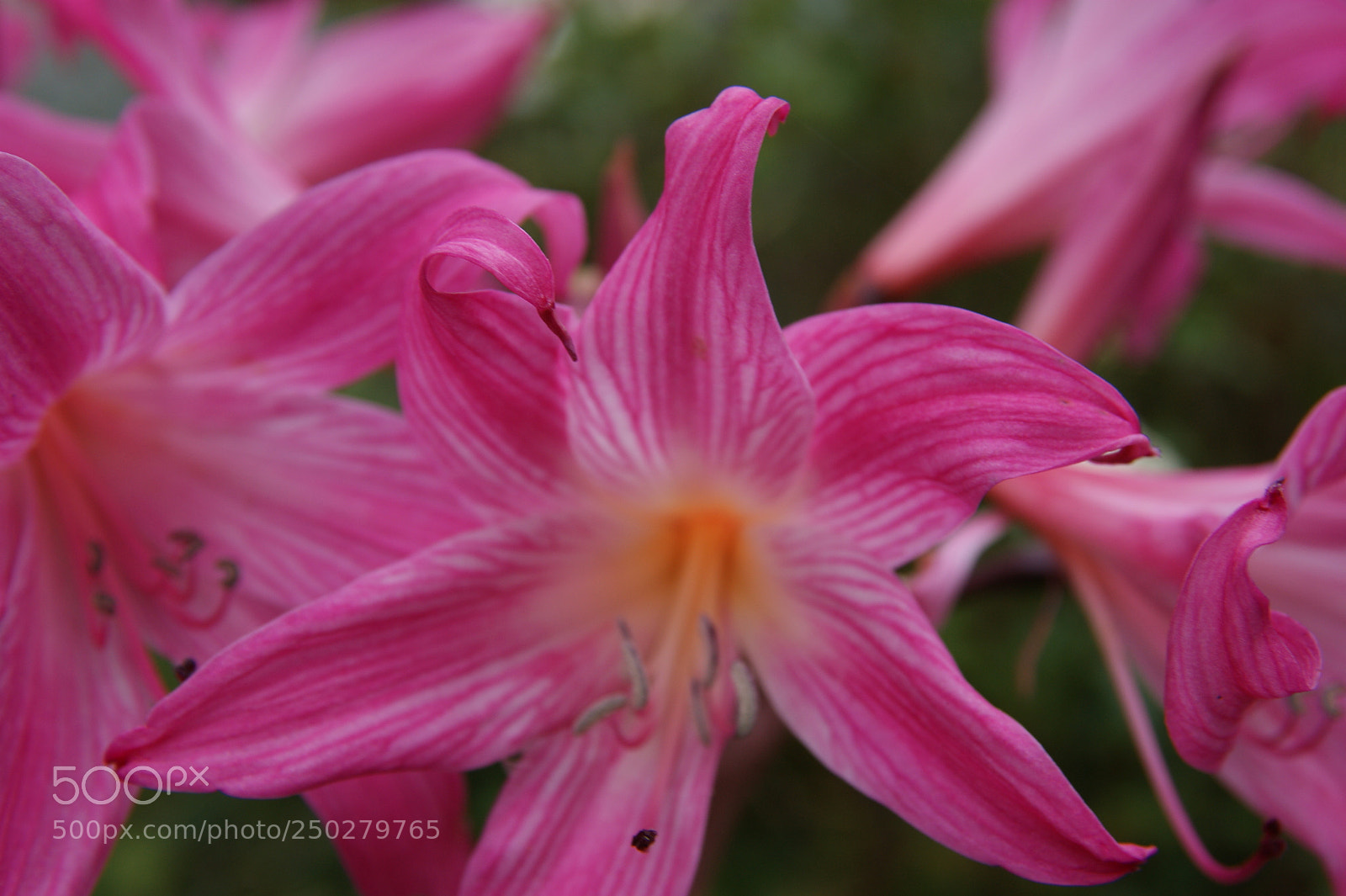 Sony Alpha DSLR-A350 sample photo. Jersey lilies (amaryllis belladonna) photography