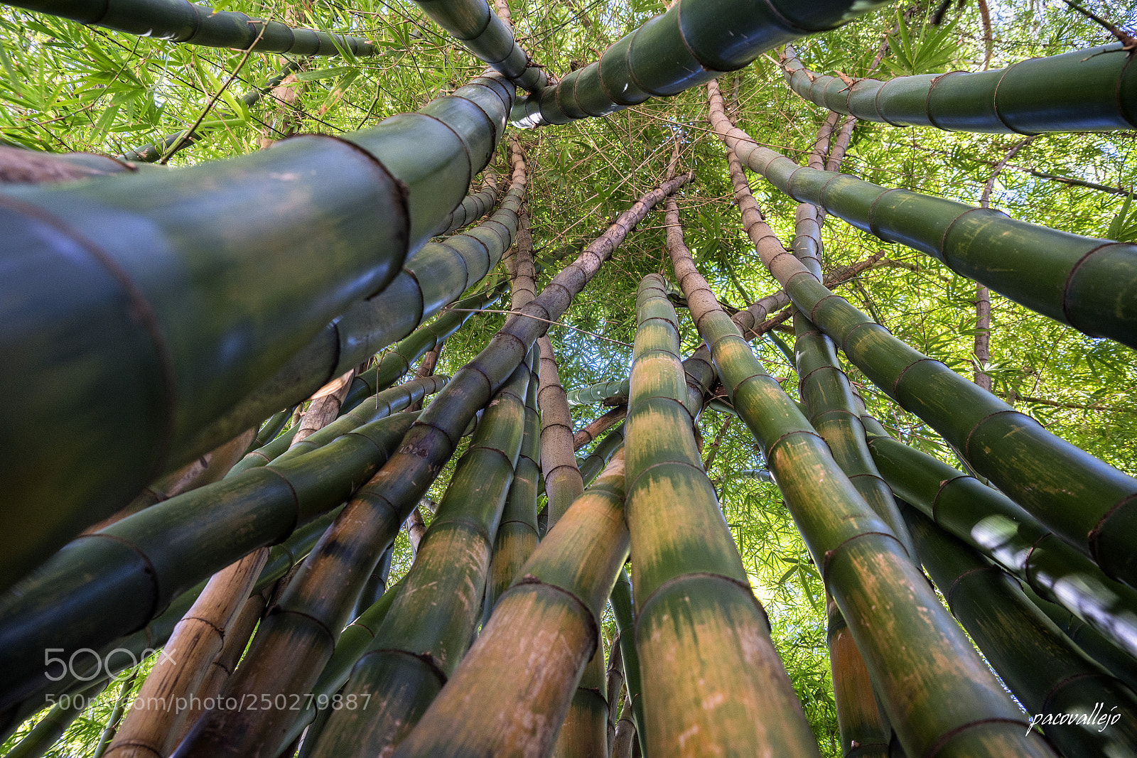 Sony a99 II sample photo. Bambu photography
