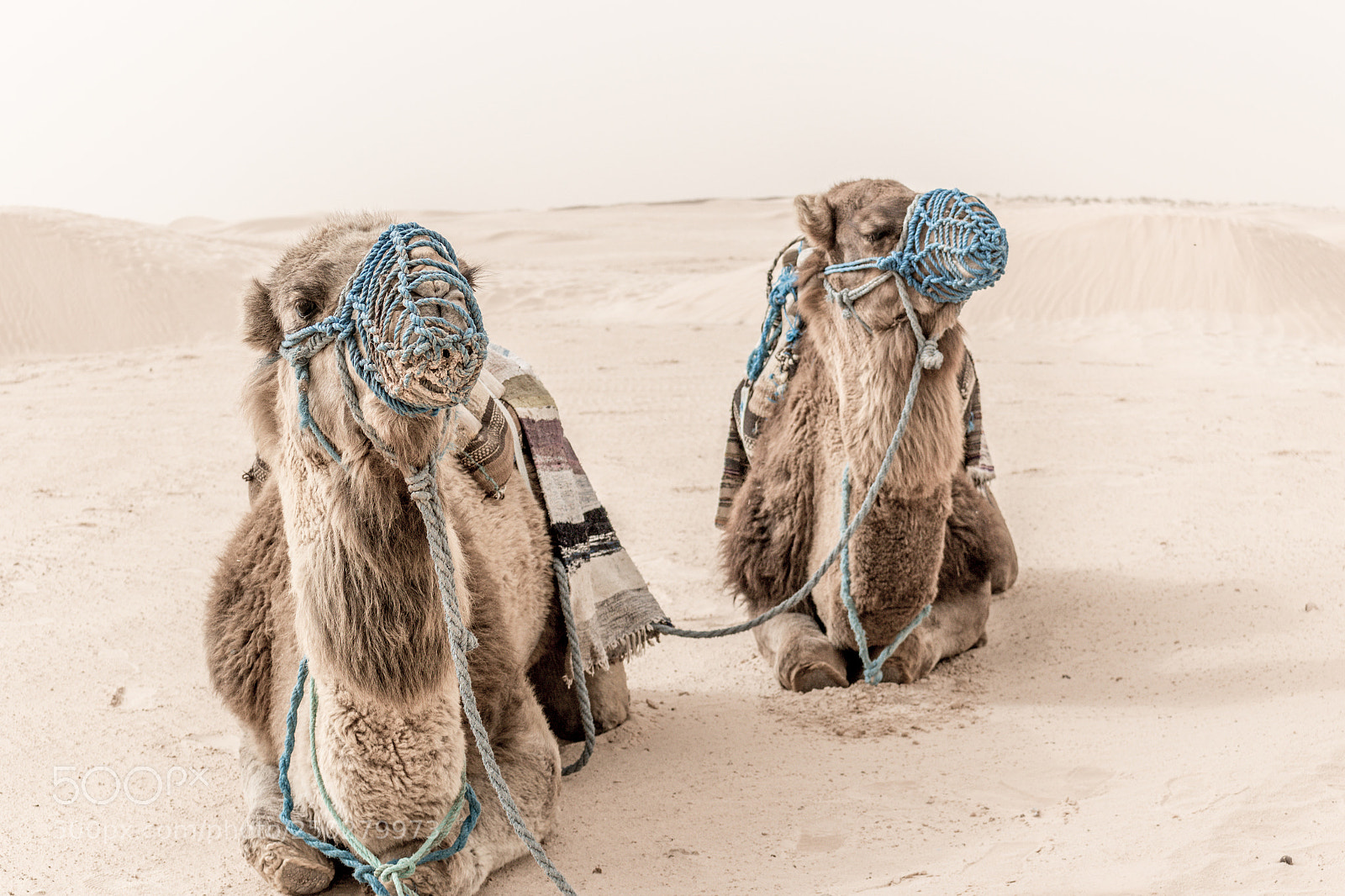 Canon EOS 100D (EOS Rebel SL1 / EOS Kiss X7) sample photo. Camels photography