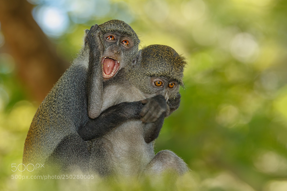 Canon EOS 7D Mark II sample photo. Meerkatzen photography