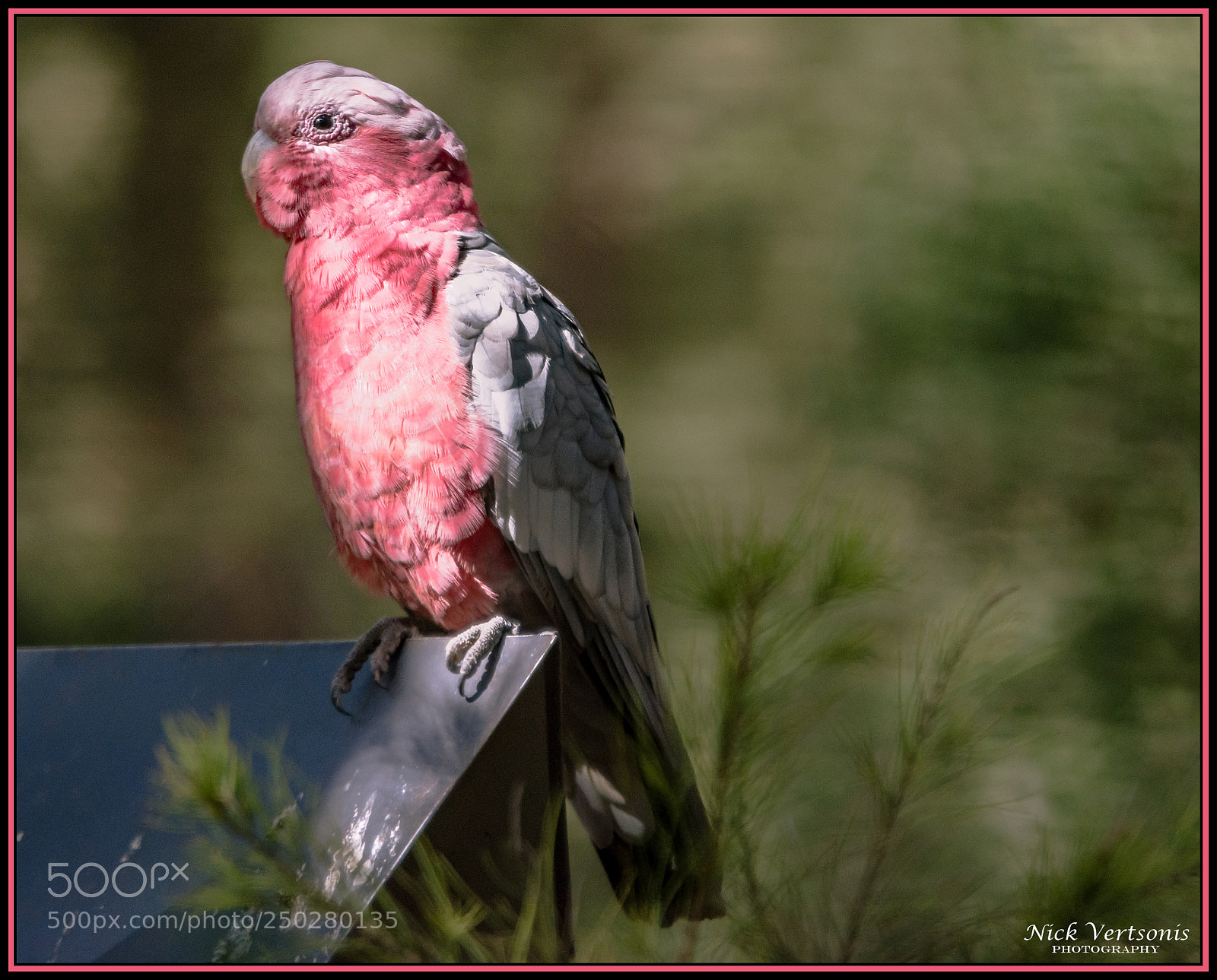 Nikon D7200 sample photo. Pink... photography
