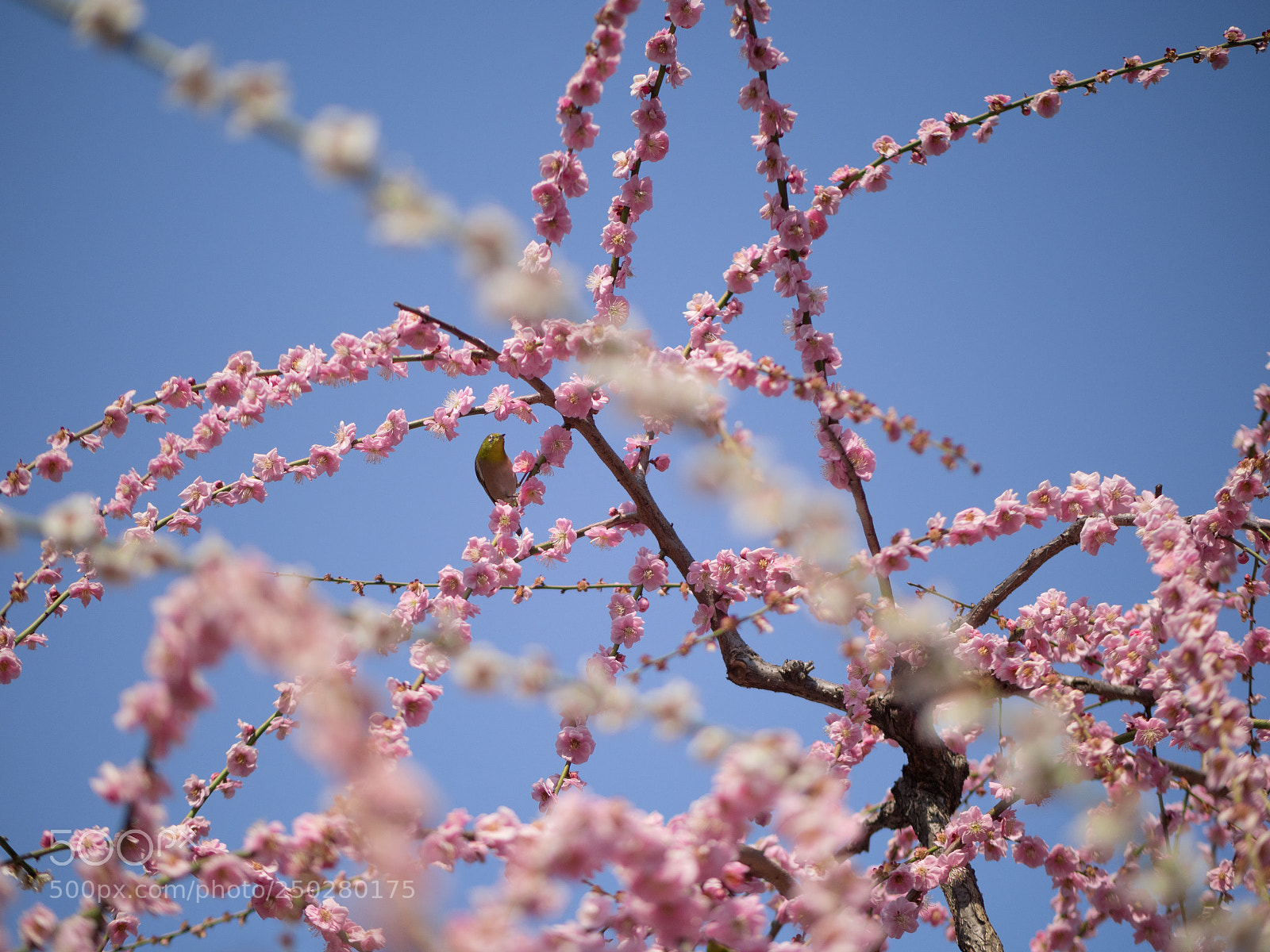 Panasonic Lumix DC-GH5 sample photo. Weeping plum and white-eye photography