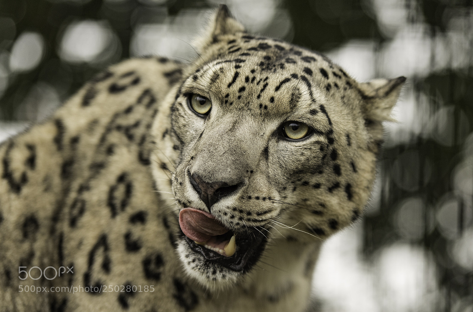 Nikon D5 sample photo. Snow leopard photography