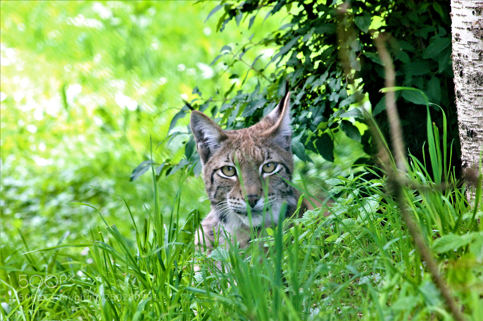 Canon EOS 60D sample photo. Bobcat photography