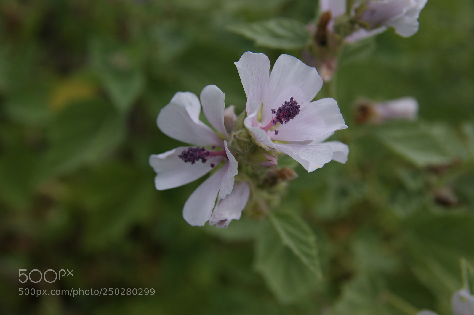 Sony Alpha DSLR-A350 sample photo. Flowers in my garden photography