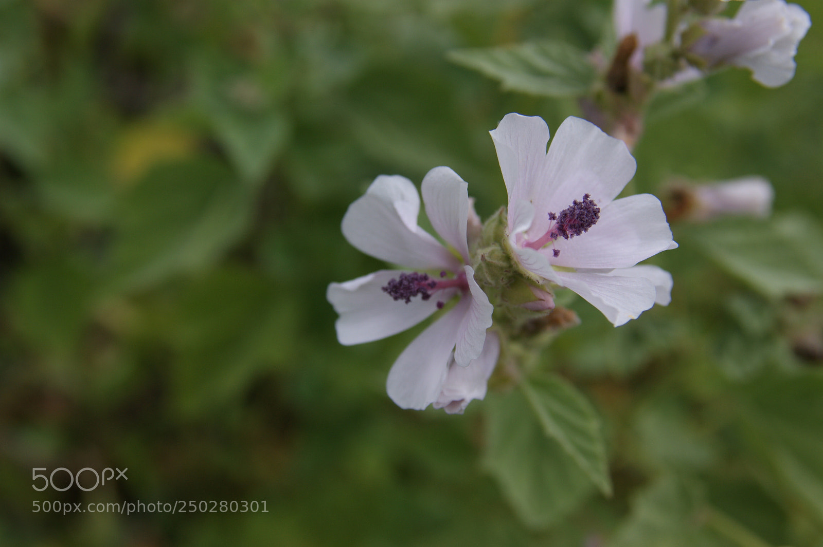 Sony Alpha DSLR-A350 sample photo. Flowers in my garden photography