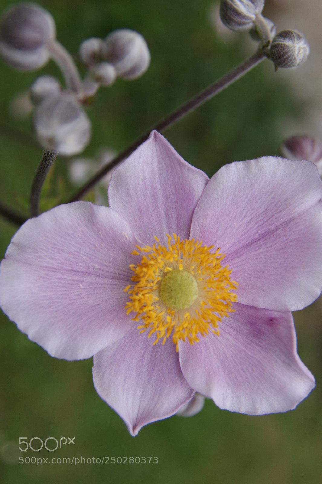 Sony Alpha DSLR-A350 sample photo. Flowers in my garden photography