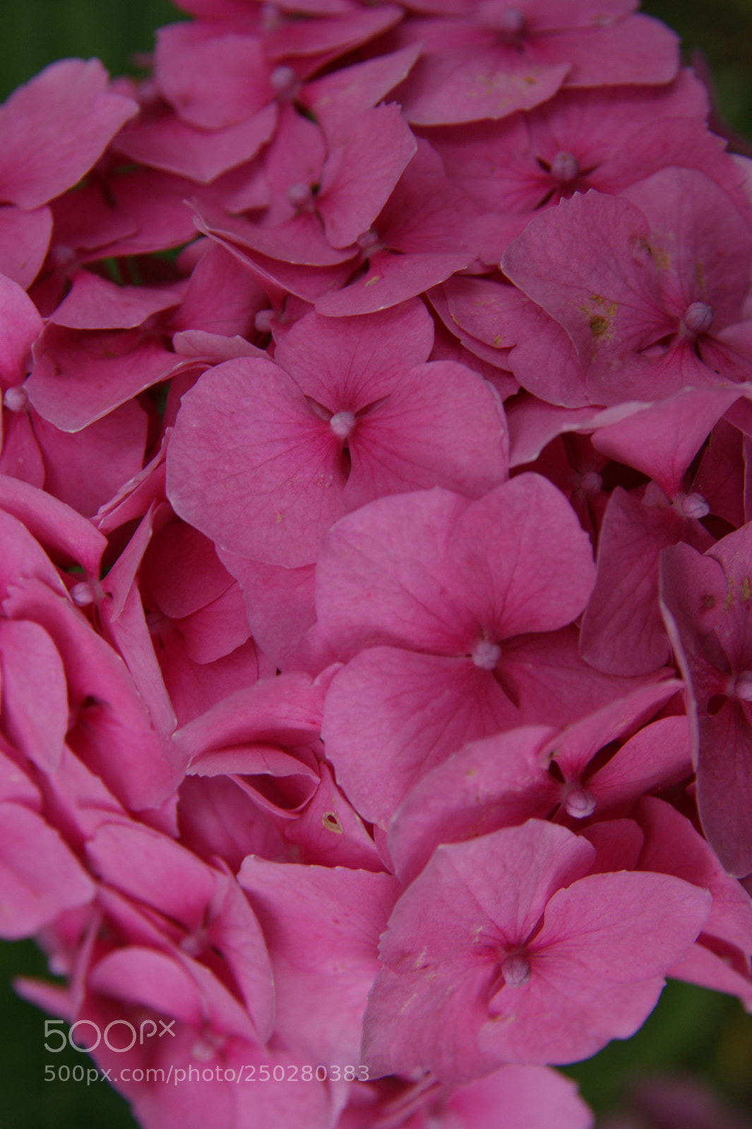 Sony Alpha DSLR-A350 sample photo. Flowers in my garden photography