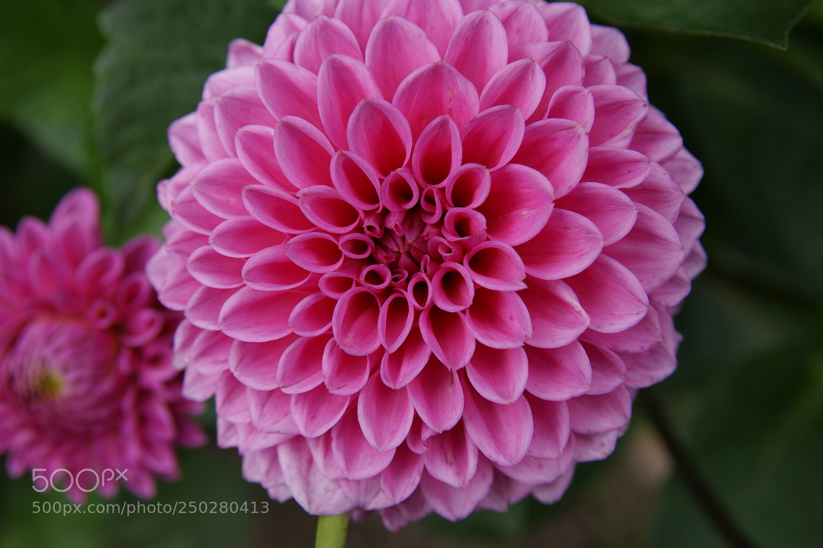 Sony Alpha DSLR-A350 sample photo. Flowers in my garden photography