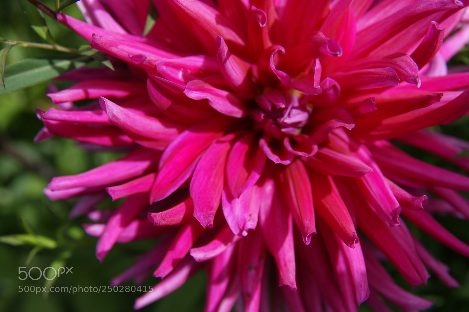 Sony Alpha DSLR-A350 sample photo. Flowers in my garden photography