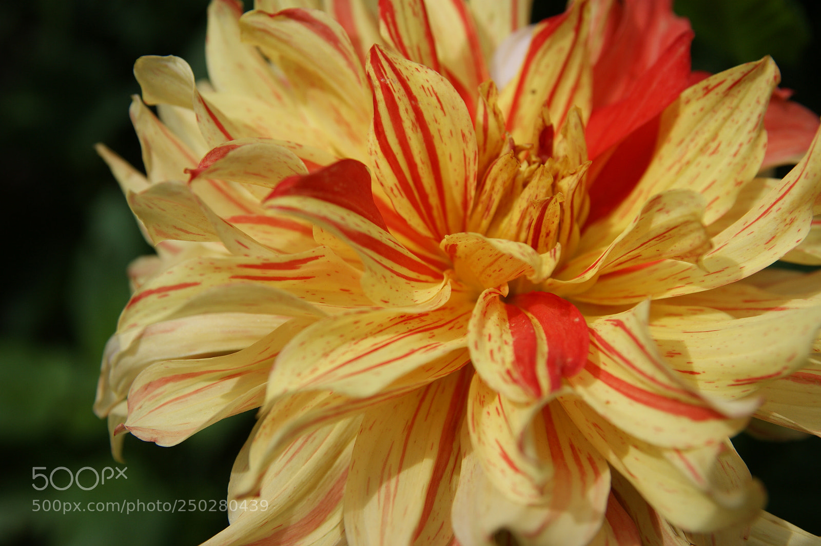 Sony Alpha DSLR-A350 sample photo. Flowers in my garden photography