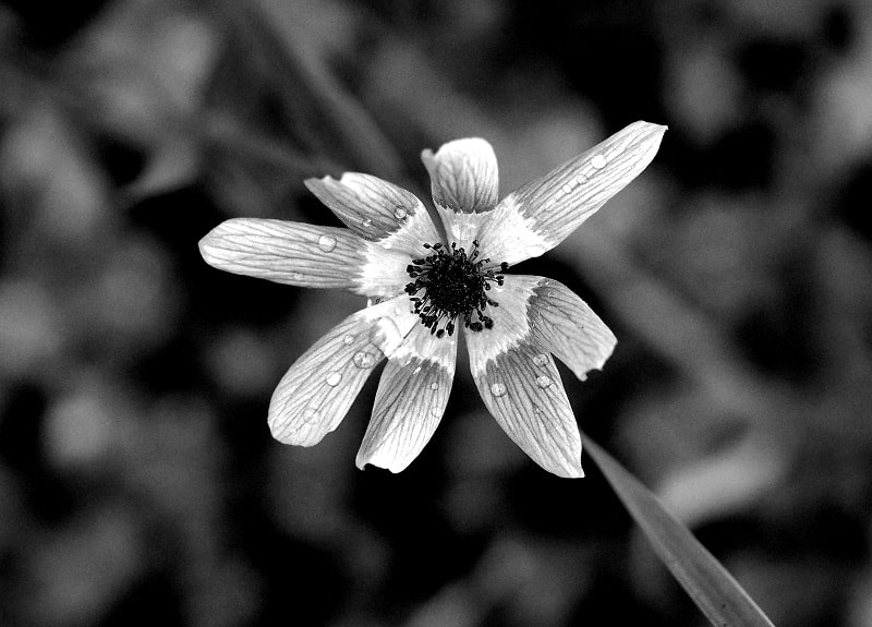 Olympus PEN E-PL8 sample photo. Rainy anemone photography