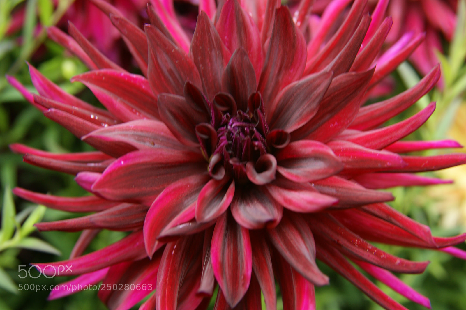 Sony Alpha DSLR-A350 sample photo. Flowers in my garden photography