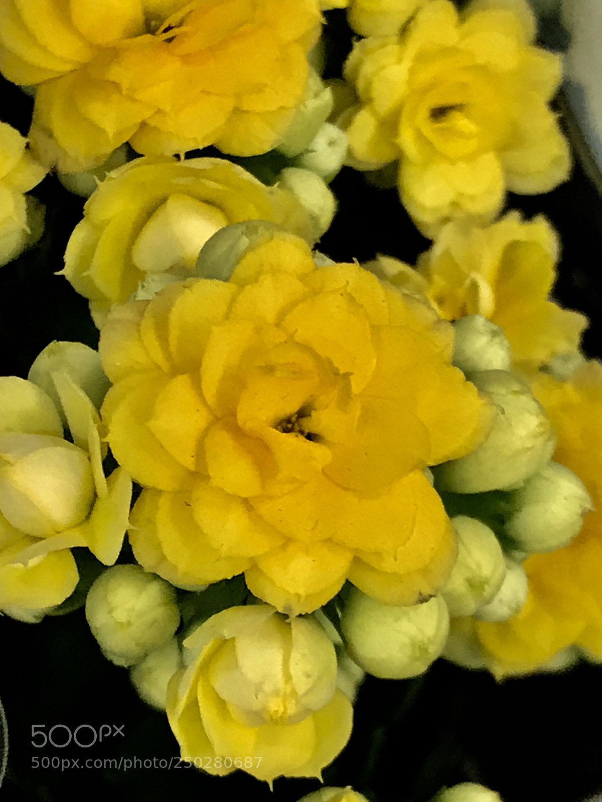 Apple iPhone 7 Plus sample photo. Starting  photography