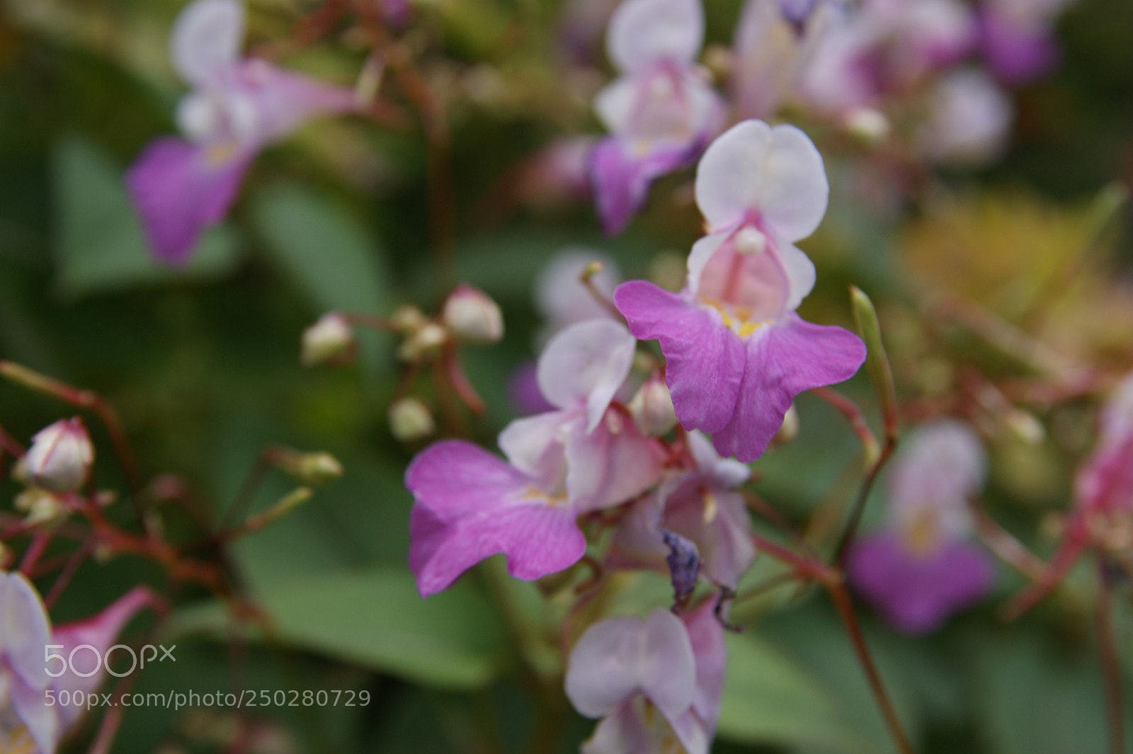 Sony Alpha DSLR-A350 sample photo. Flowers in my garden photography