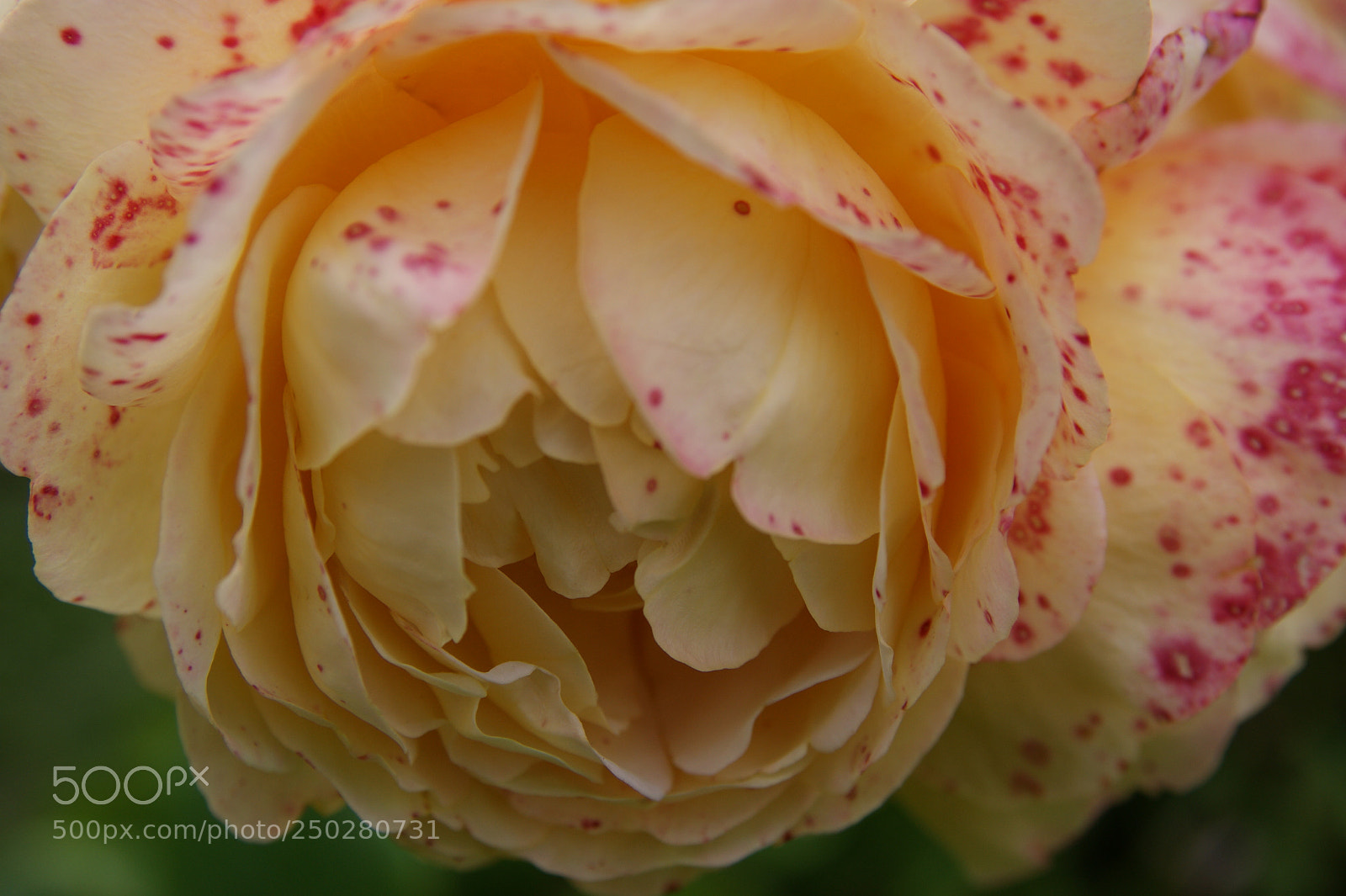 Sony Alpha DSLR-A350 sample photo. Flowers in my garden photography