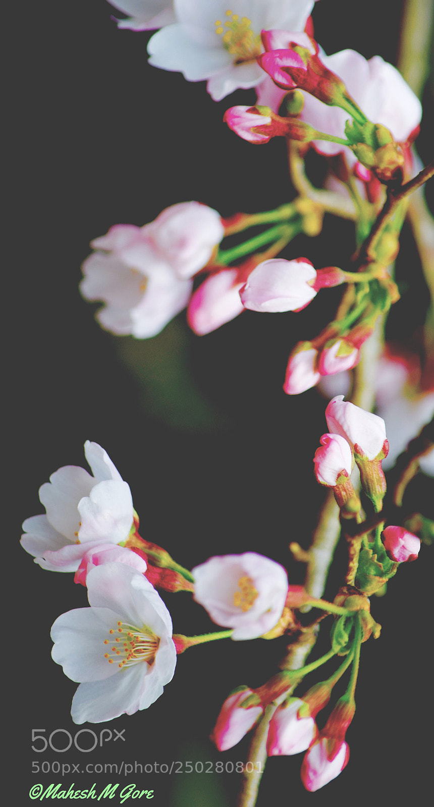 Nikon D5300 sample photo. Spring delights photography