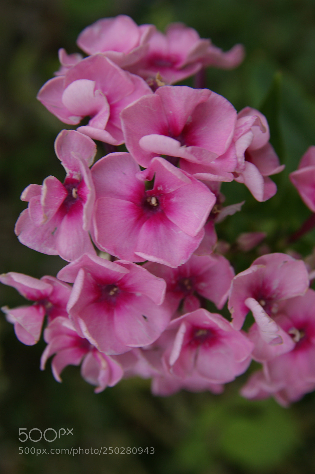 Sony Alpha DSLR-A350 sample photo. Flowers in my garden photography