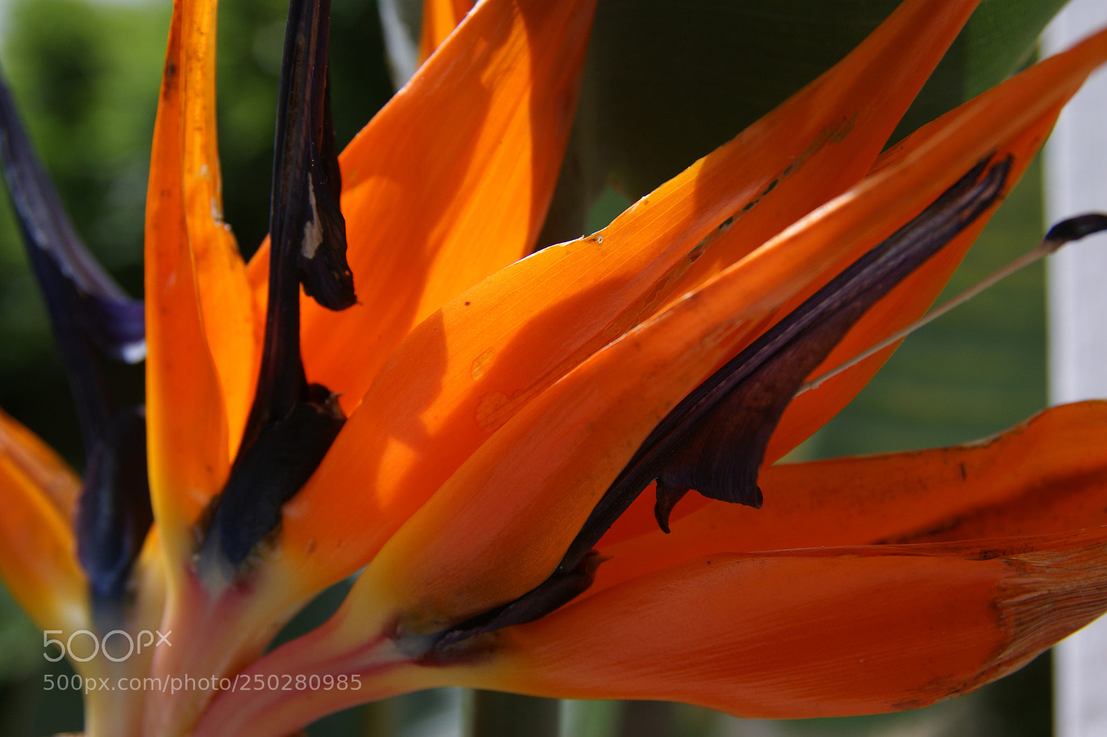 Sony Alpha DSLR-A350 sample photo. Flowers in my garden photography