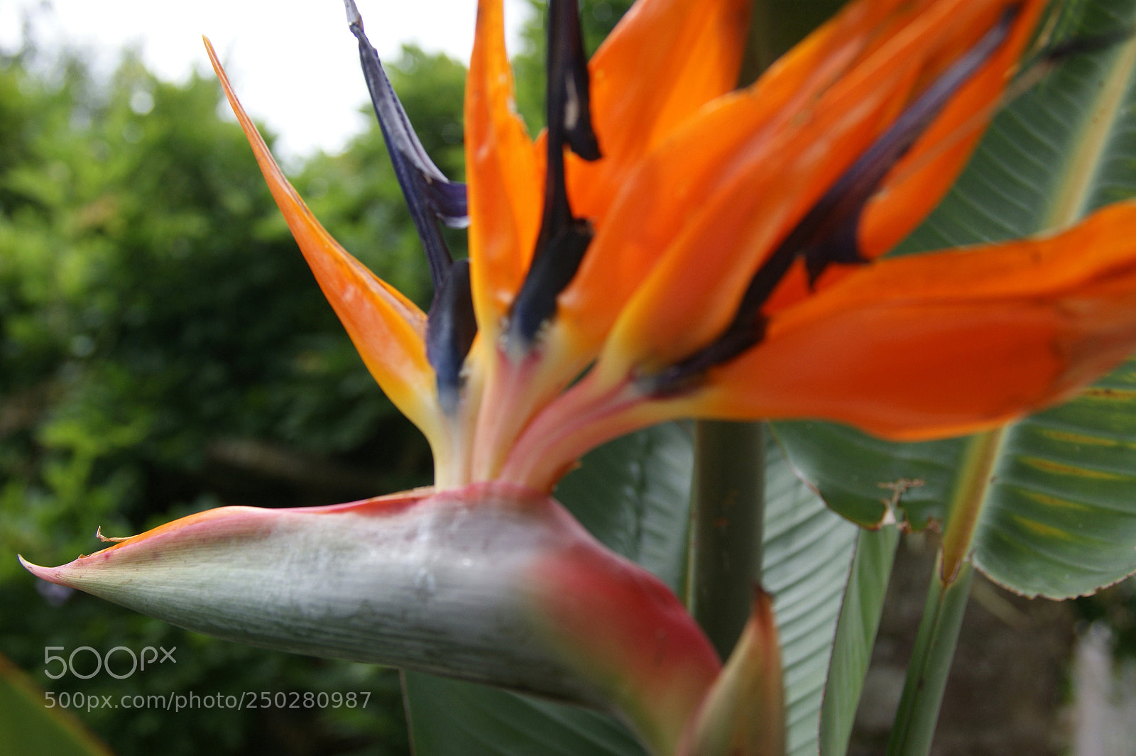 Sony Alpha DSLR-A350 sample photo. Flowers in my garden photography