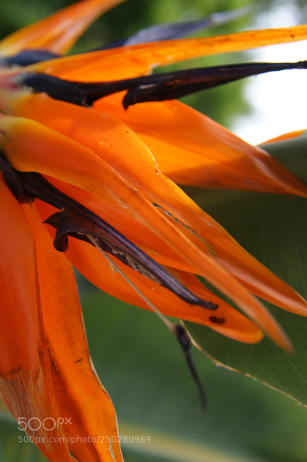 Sony Alpha DSLR-A350 sample photo. Flowers in my garden photography