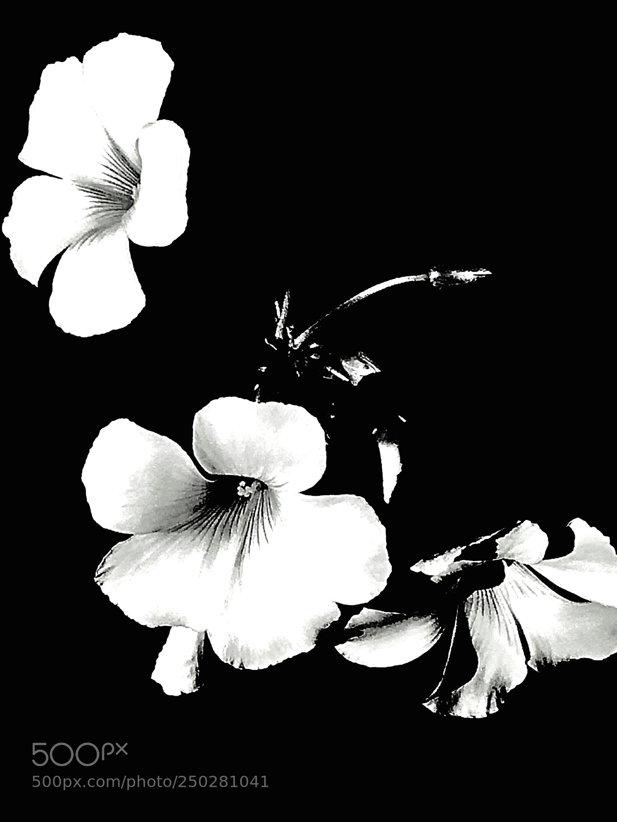 Apple iPhone 5s sample photo. Light tones  photography