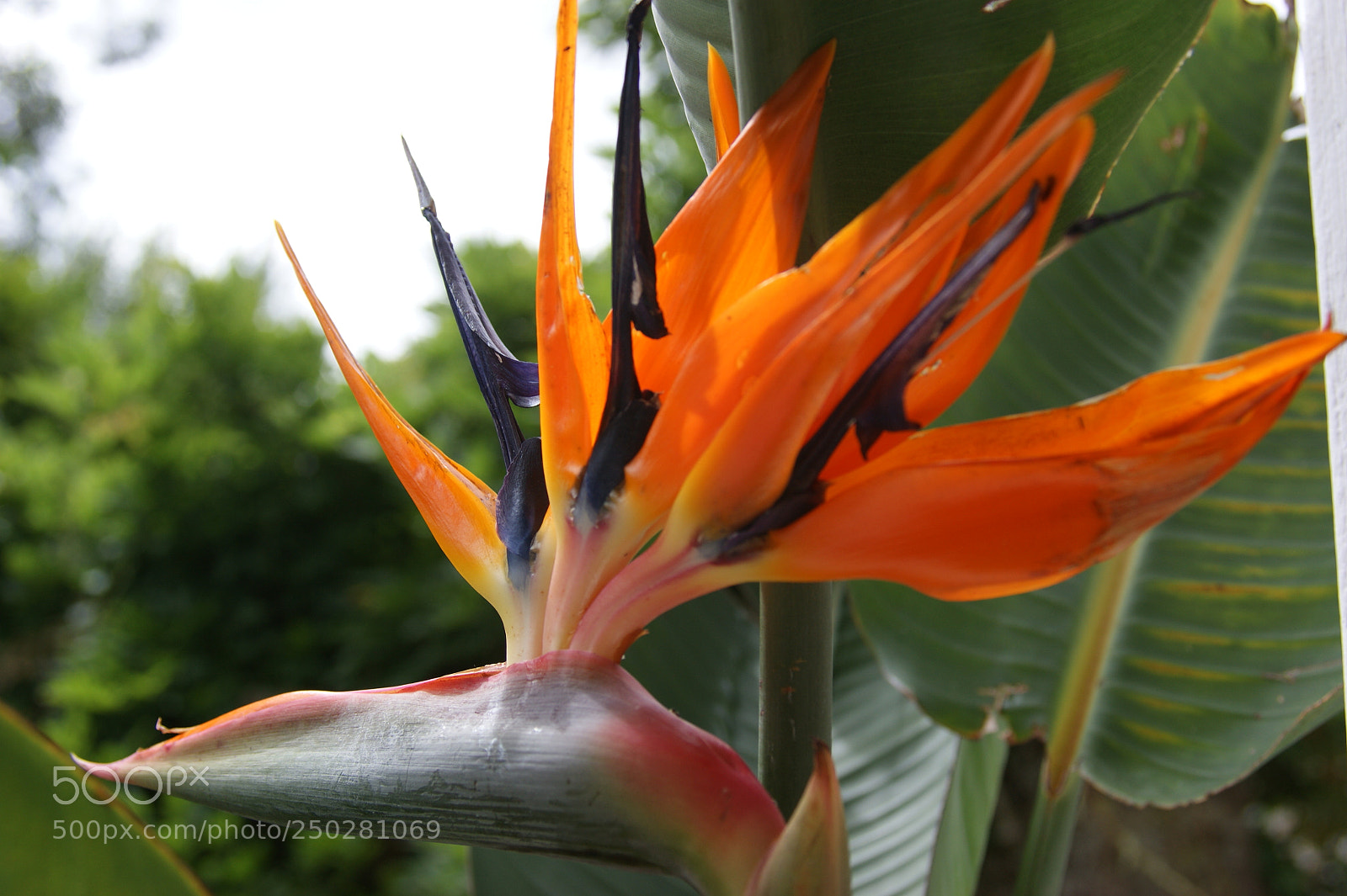 Sony Alpha DSLR-A350 sample photo. Flowers in my garden photography