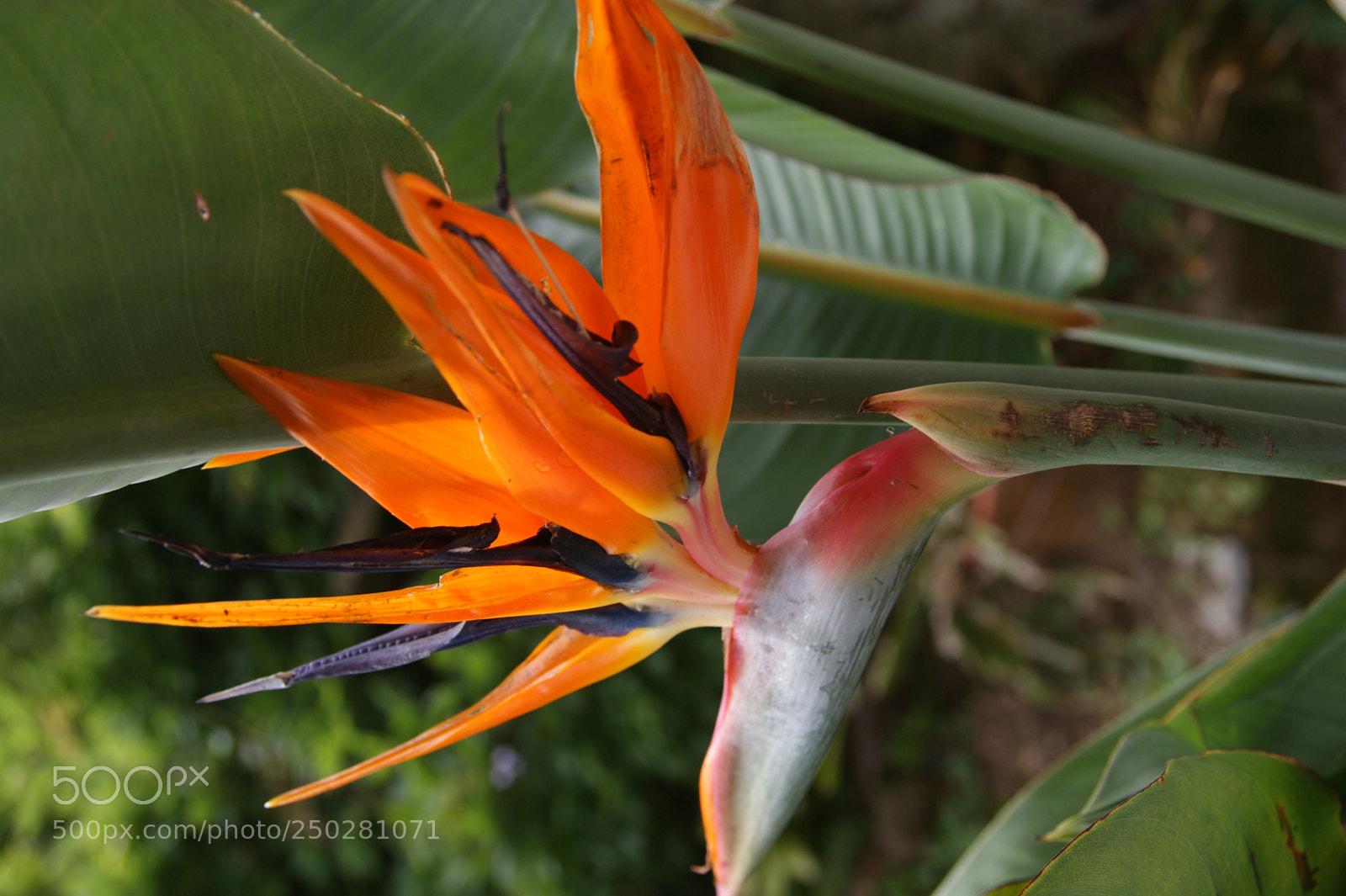 Sony Alpha DSLR-A350 sample photo. Flowers in my garden photography