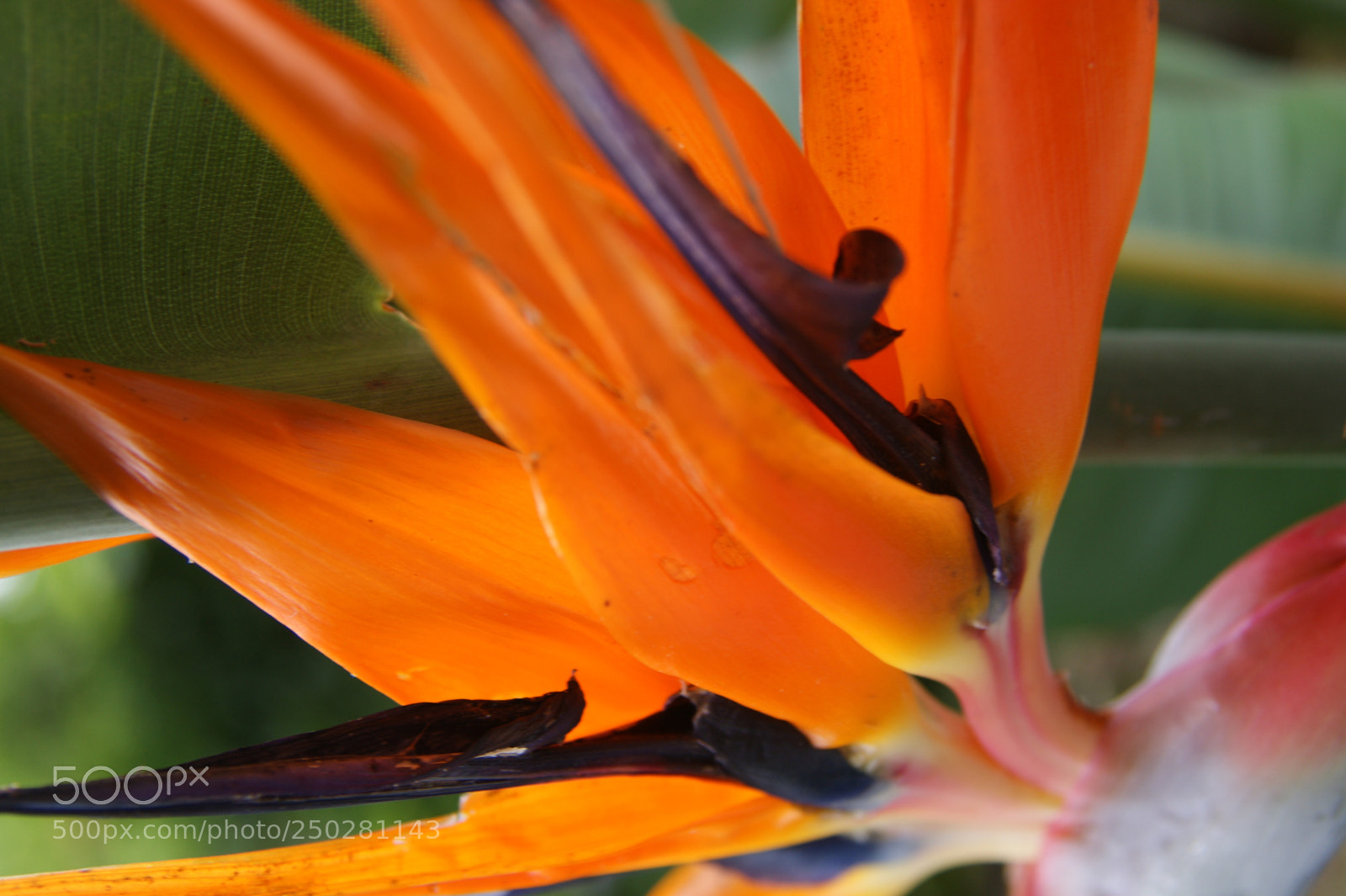 Sony Alpha DSLR-A350 sample photo. Flowers in my garden photography