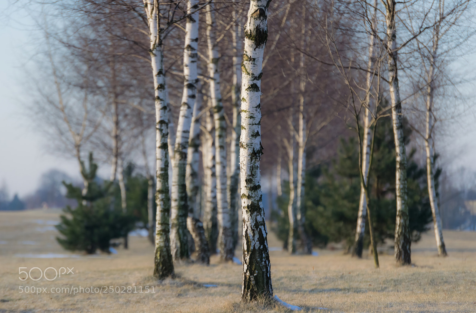 Nikon D3300 sample photo. Spring in birch thicket photography