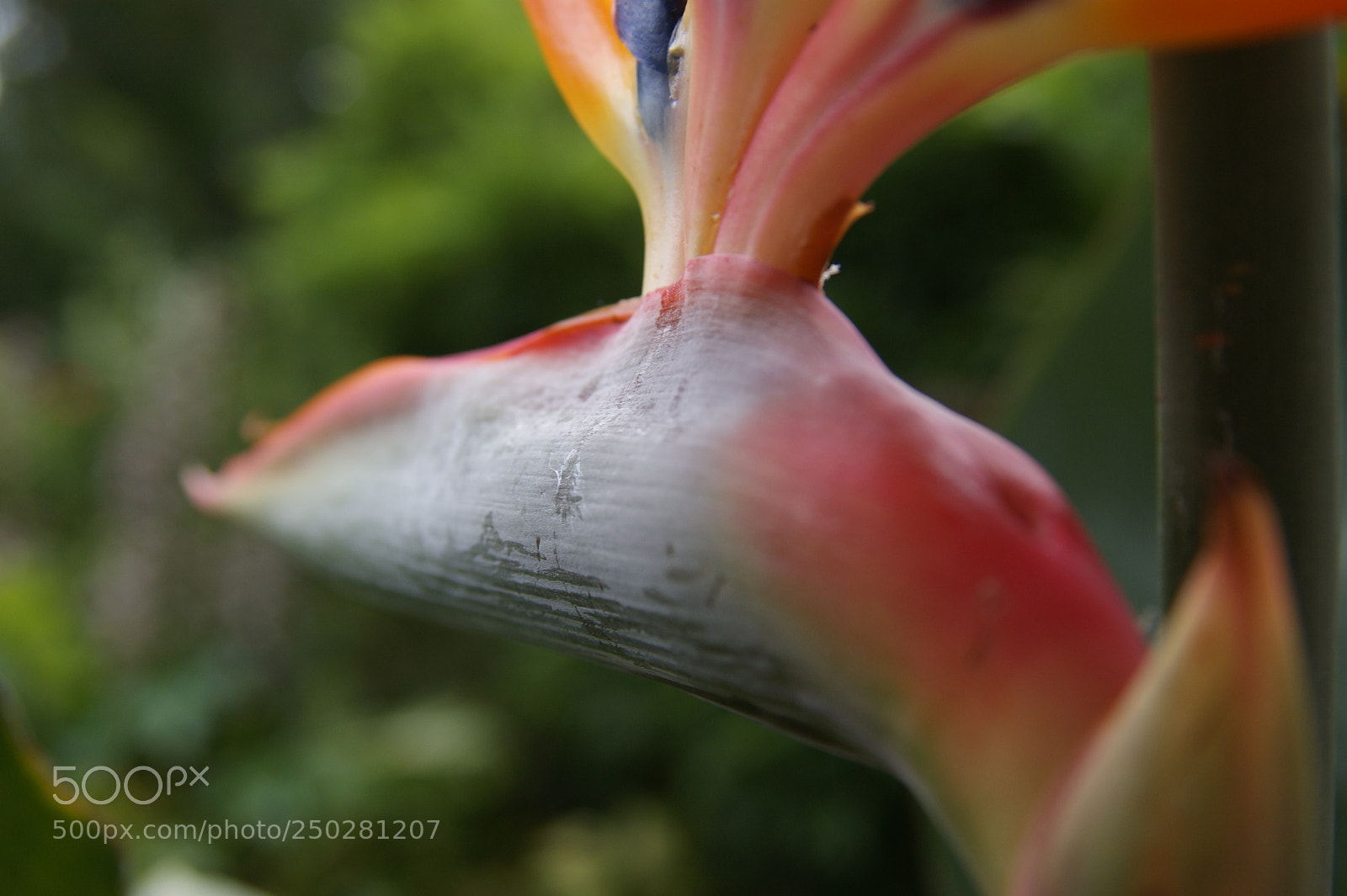Sony Alpha DSLR-A350 sample photo. Flowers in my garden photography