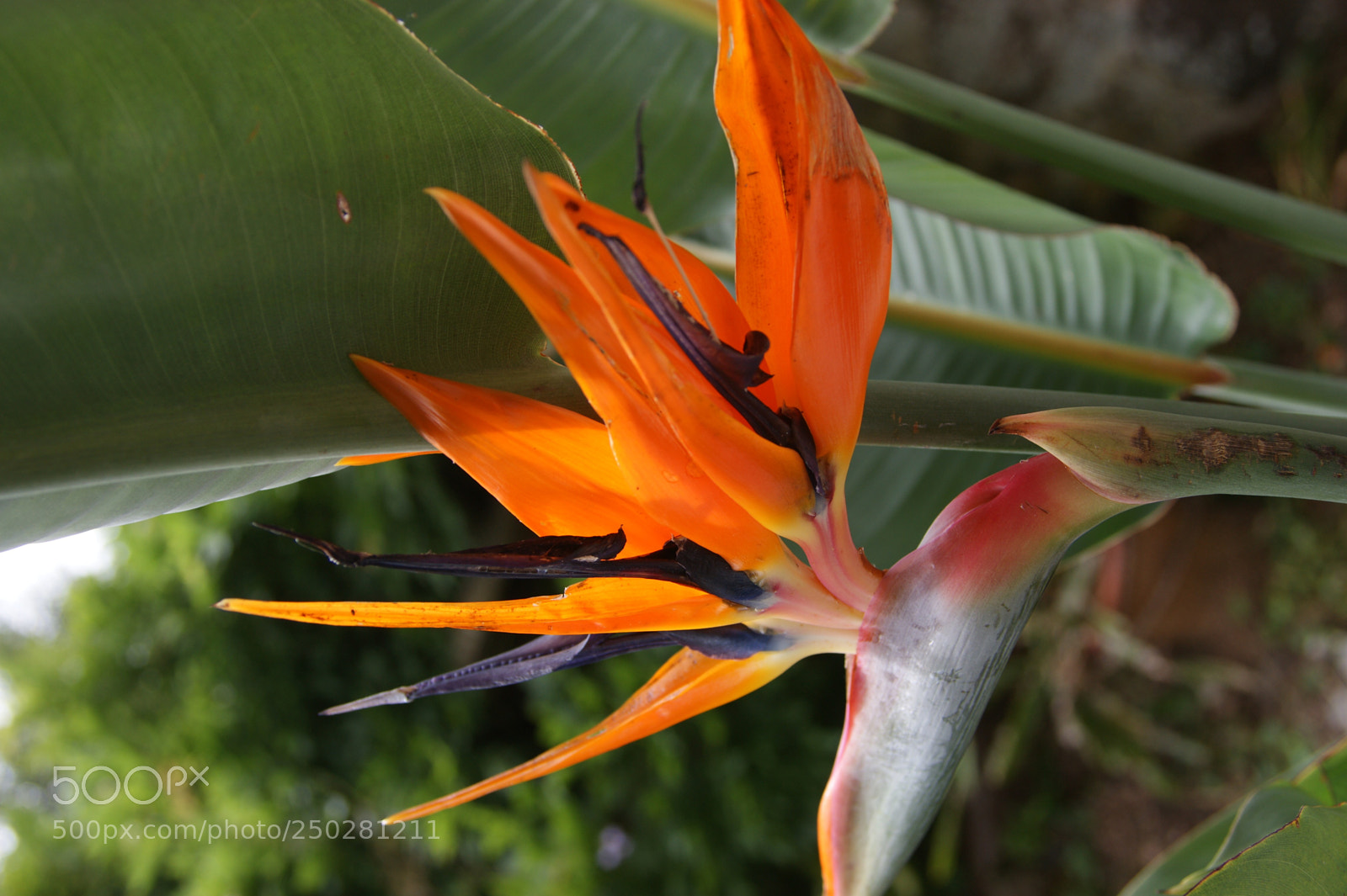 Sony Alpha DSLR-A350 sample photo. Flowers in my garden photography