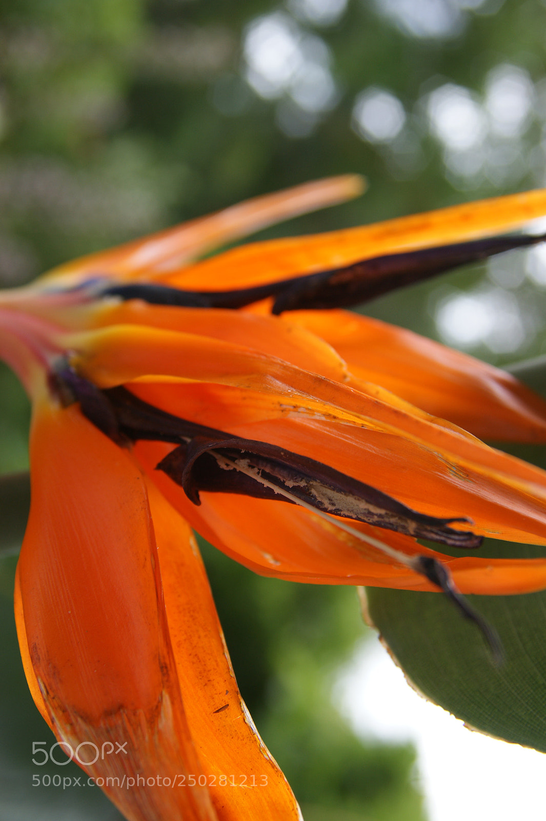 Sony Alpha DSLR-A350 sample photo. Flowers in my garden photography