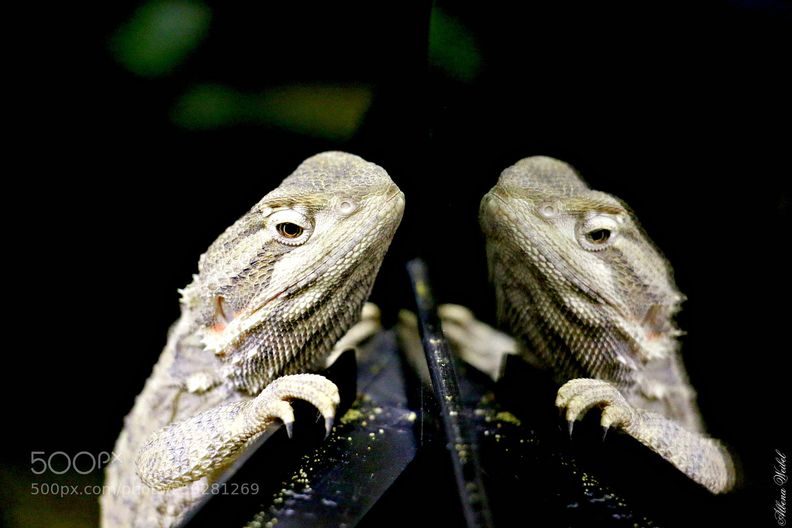 Canon EOS 70D sample photo. Billie photography