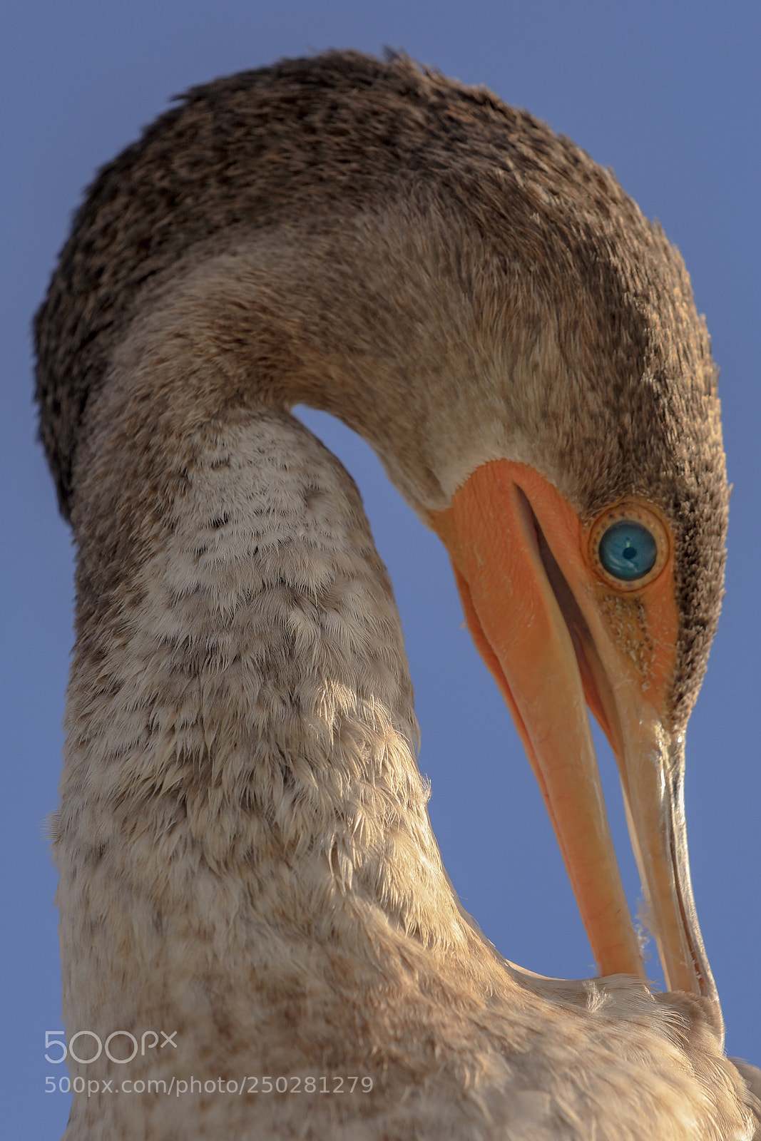 Canon EOS 5D Mark IV sample photo. Emerald eye photography
