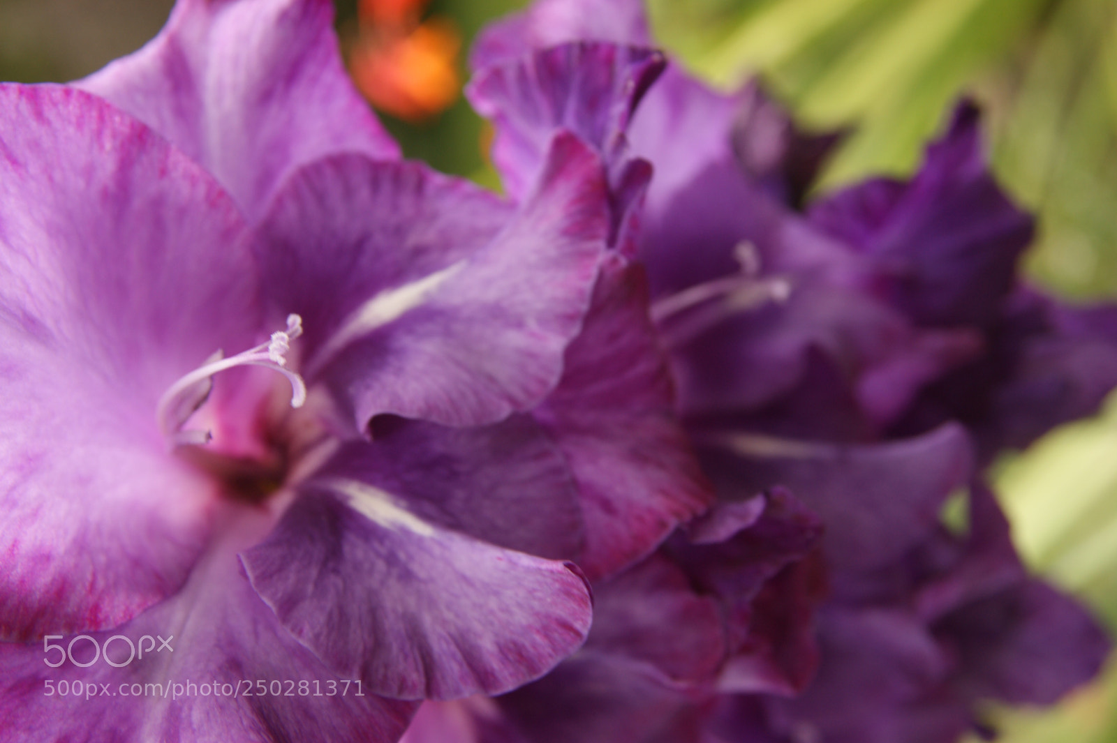 Sony Alpha DSLR-A350 sample photo. Flowers in my garden photography
