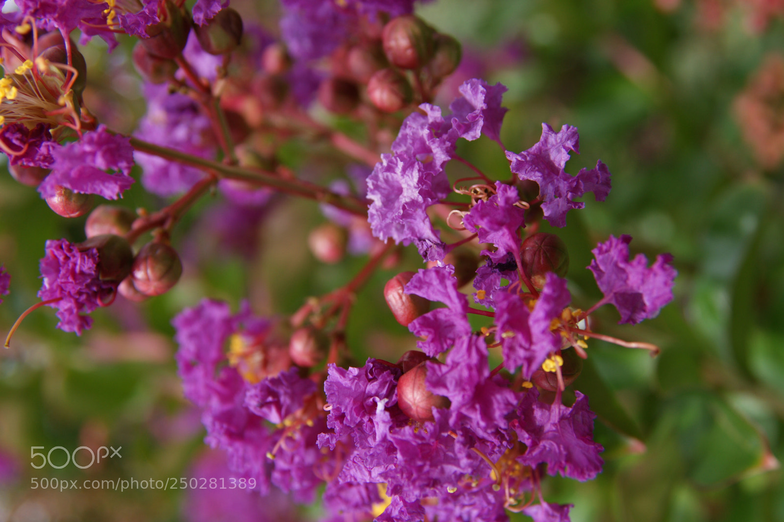 Sony Alpha DSLR-A350 sample photo. Flowers in my garden photography