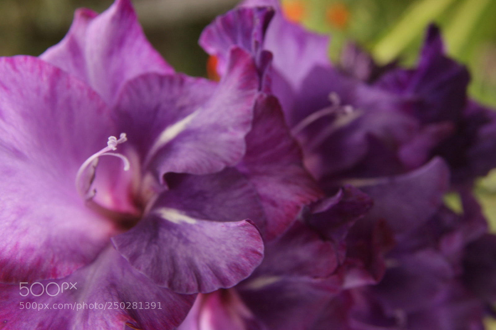 Sony Alpha DSLR-A350 sample photo. Flowers in my garden photography