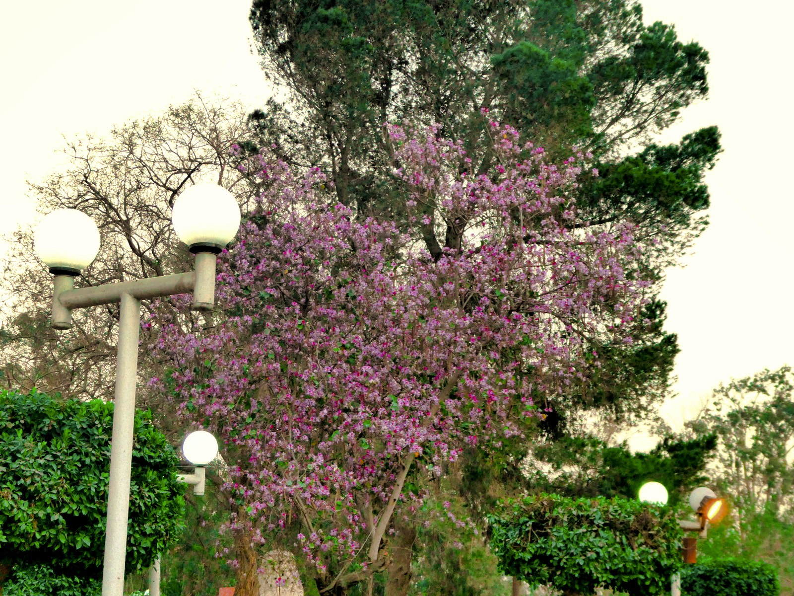 Panasonic DC-ZS70 sample photo. Ensemble photography