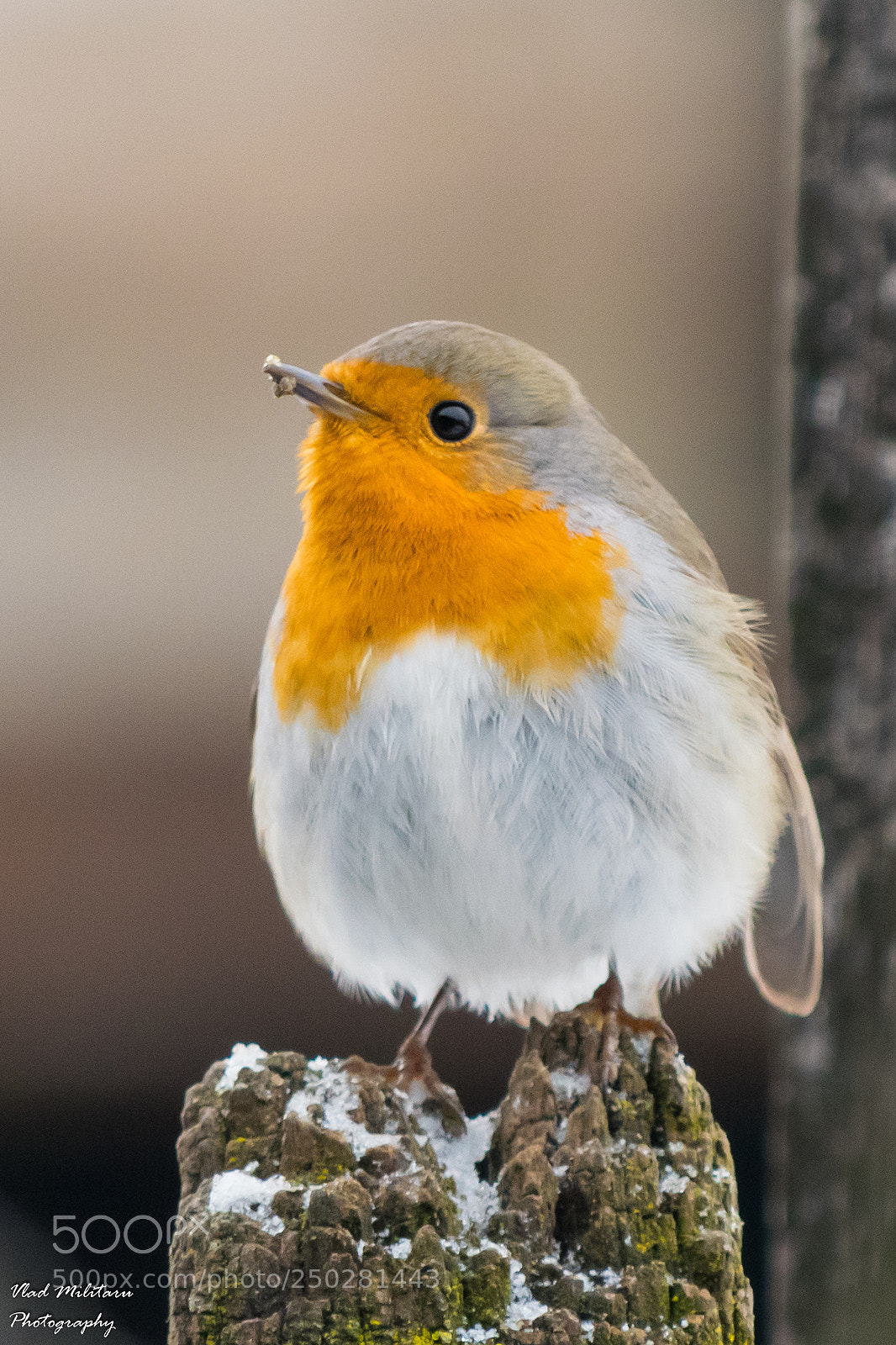 Nikon D5300 sample photo. The european robin erithacus photography