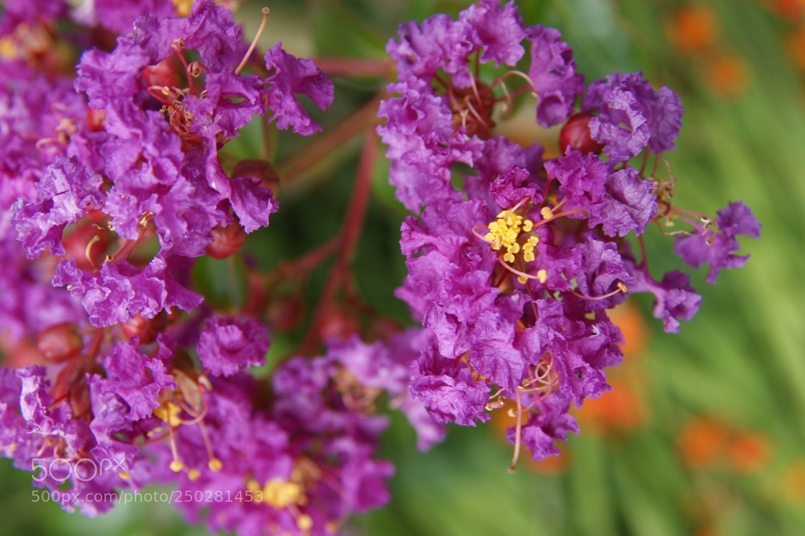 Sony Alpha DSLR-A350 sample photo. Flowers in my garden photography
