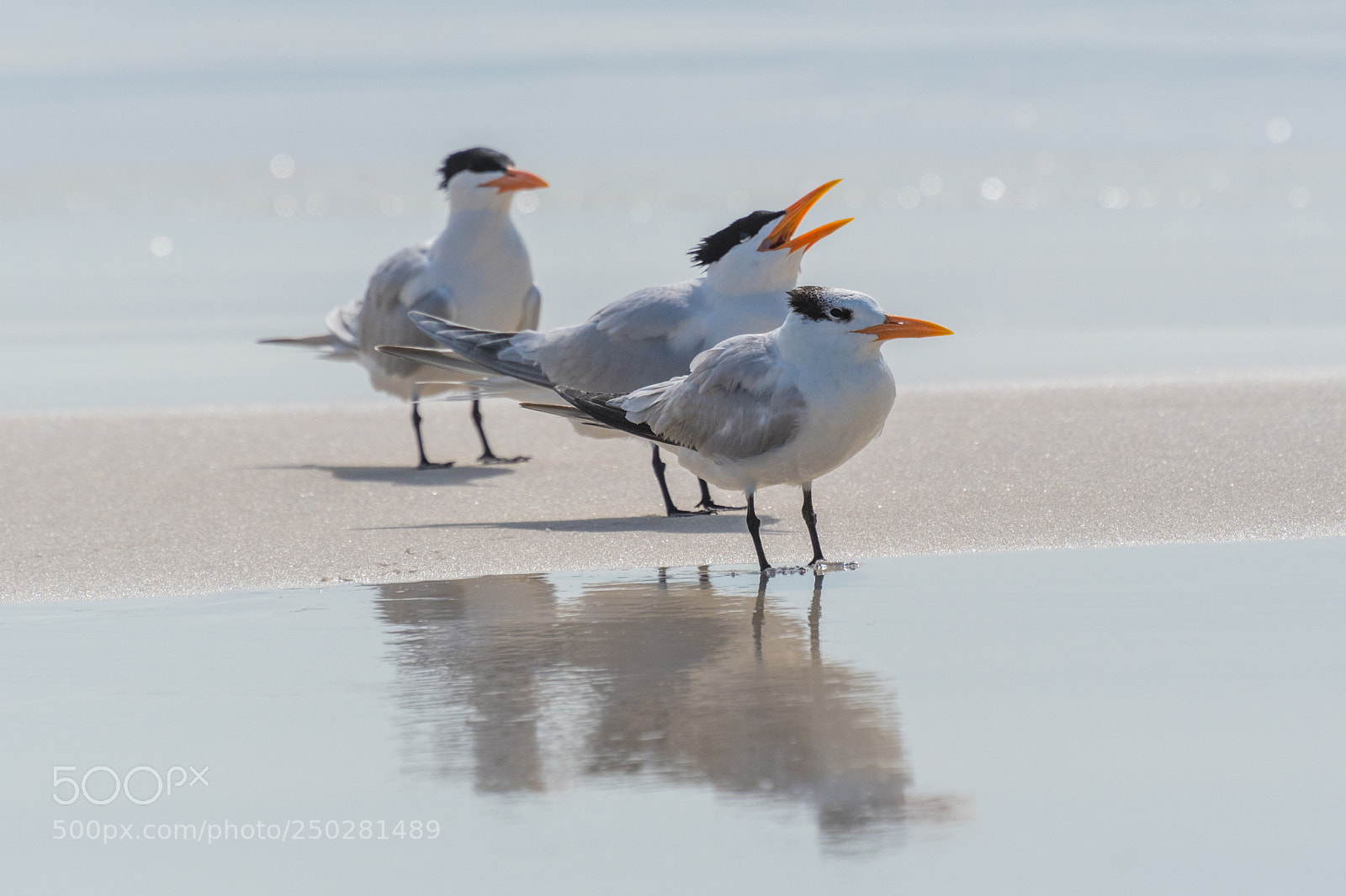 Nikon D500 sample photo. Gulls photography