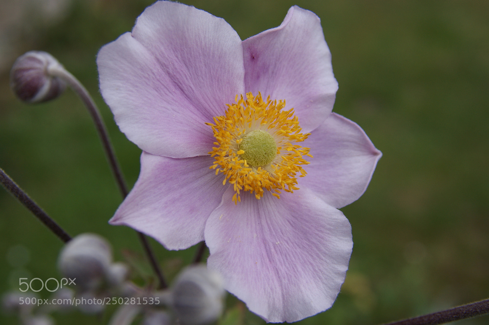 Sony Alpha DSLR-A350 sample photo. Flowers in my garden photography