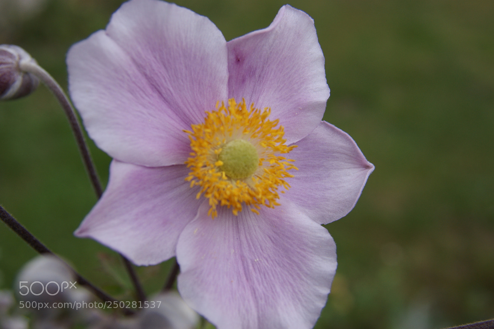 Sony Alpha DSLR-A350 sample photo. Flowers in my garden photography